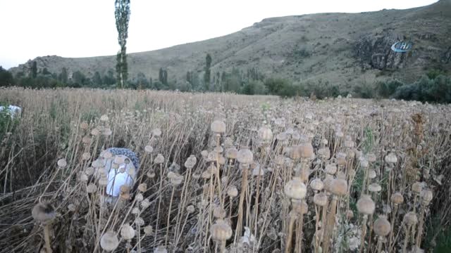 Afyonkarahisar'da Haşhaş Hasadı Erken Başladı