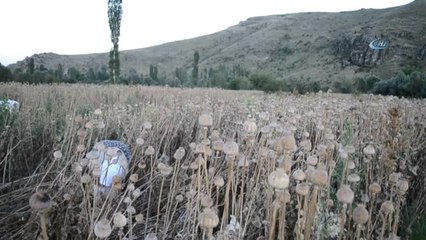 Afyonkarahisar'da Haşhaş Hasadı Erken Başladı