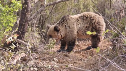 Video herunterladen: Sulmohet nga ariu dhe plagoset 36-vjeçari në Kukës - Top Channel Albania - News - Lajme