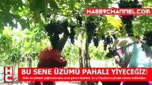 BU SENE ÜZÜMÜ PAHALI YİYECEĞİZ!
