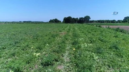 Turfanda Karpuzda Hayal Kırıklığı Yaşayan Çiftçinin Yüzünü Domates Güldürdü