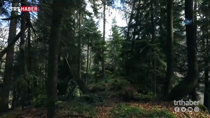 Ihlamur ağaçları ve derelerin buluştuğu yer: Yenice