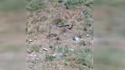Yılanların Dansı Görenleri Şaşırttı