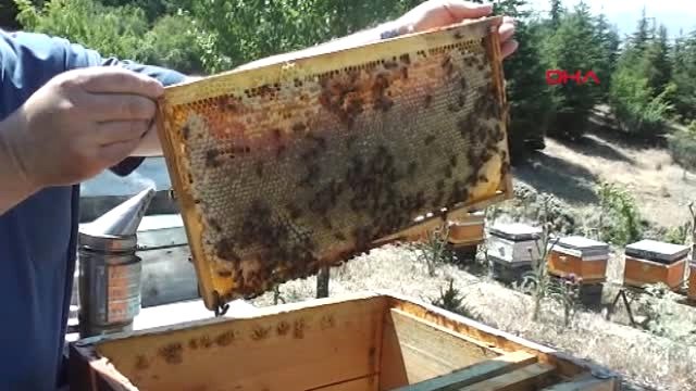 Tokat Arı Sütünün Kilosu 10 Bin Liradan Satılıyor