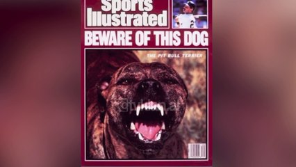 Qente e rrezikshem Pit Bull lihen te lire neper parqe