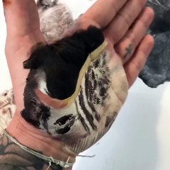 Amazing palm paintings