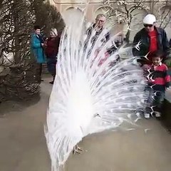 Beauty of peacock lies in its spreaded wings