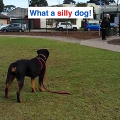 Even this dog likes to play