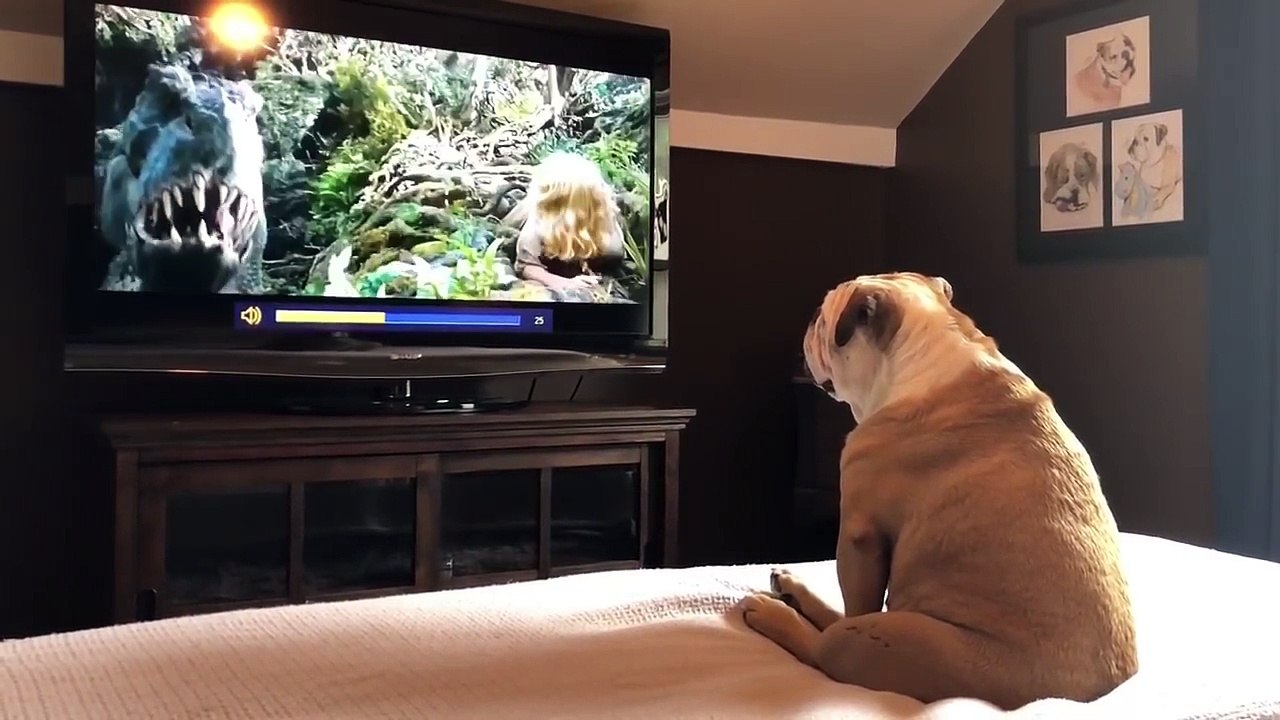 Ce Bulldog réagit devant le film King Kong pour aider naomi watts !