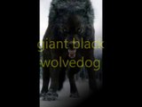 giant black wolfdogs