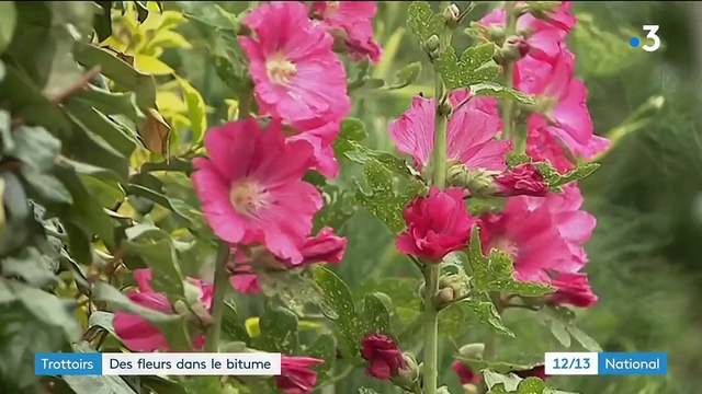 Trottoirs : à Caen, des fleurs dans le bitume