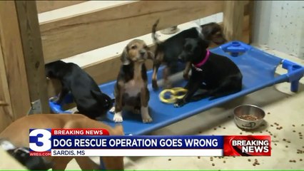 12 Dogs Die After Van Breaks Down on Side of Mississippi Highway