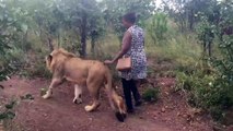 Elle vient caresser tranquillement un lion sauvage