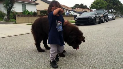 Un chien géant qui fait des gros bisous baveux