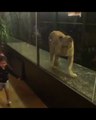 Un bar à chicha d'Istambul enferme un lion dans sa vitrine pour attirer les clients