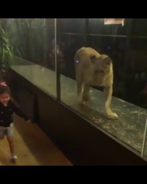 Un bar à chicha d'Istambul enferme un lion dans sa vitrine pour attirer les clients