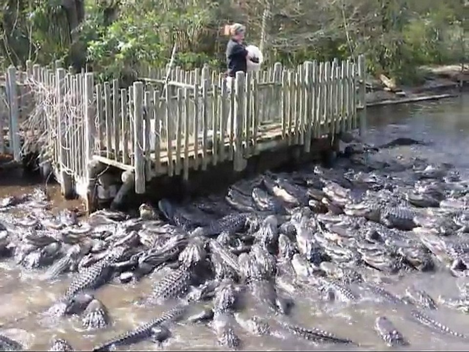 L'heure du repas dans une ferme d'alligators... Impressionnant