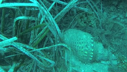 2018.07.07 - Buceo en La Amatista (Isleta del Moro)
