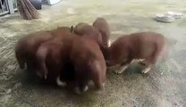Feeding Puppy Husky - by [ HokMinh Audio.Official ]