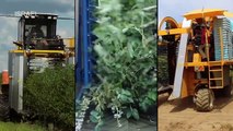 World Modern Agriculture Technology: Blueberry Processing Line