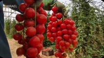 ISRAEL Agriculture Technology: Citrus farming - Intelligent Technology Smart Farming