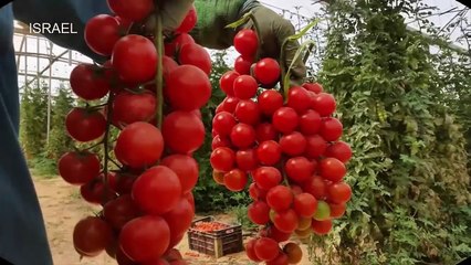 ISRAEL Agriculture Technology: Citrus farming - Modern Machine Agriculture