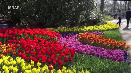 Most Beautiful And Biggest Natural Flower Garden In The World - Awesome flower Keukenhof