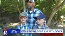 Goats Serve as Critical Tool in Reducing Utah Wildfires