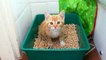 Cute Little Kittens Meowing   Captivating Adorable Meows