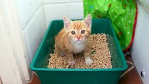 Cute Little Kittens Meowing   Captivating Adorable Meows