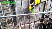 SUKSES BETERNAK LOVE BIRDS COLONI SEDERHANA - BREEDING LOVE BIRDS