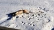 Meeka Dog Roll in the Snow - FUNNY!