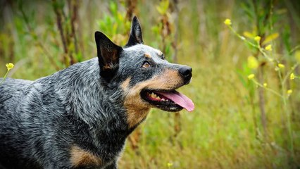 5 TRULY Terrifying Anomalies & Stories From The Skinwalker Ranch...