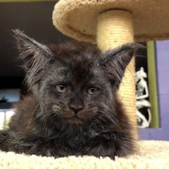 Amazing Cat With A Human Face