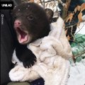 Cold Grizzly Bear Cub Has Adorable Yawn