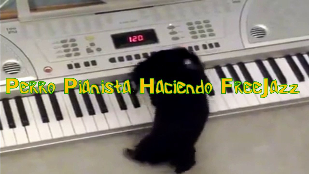 perro tocando jazz