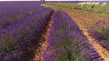 D!CI TV : le plateau de lavande de Valensole by drone