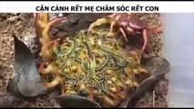 CẬN CẢNH RẾT MẸ CHĂM SÓC RẾT CON