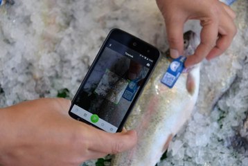 Balıklar Artık Mavi Karekod ile Takip Edilecek