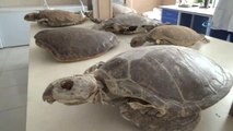 Hatay Mkü Veterinerlik Fakültesi Deniz Kaplumbağalarına Şifa Dağıtıyor