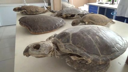 Hatay Mkü Veterinerlik Fakültesi Deniz Kaplumbağalarına Şifa Dağıtıyor