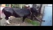 fanny cow videos 2017