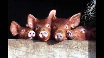 Tamworth pig - Video Learning - WizScience.com