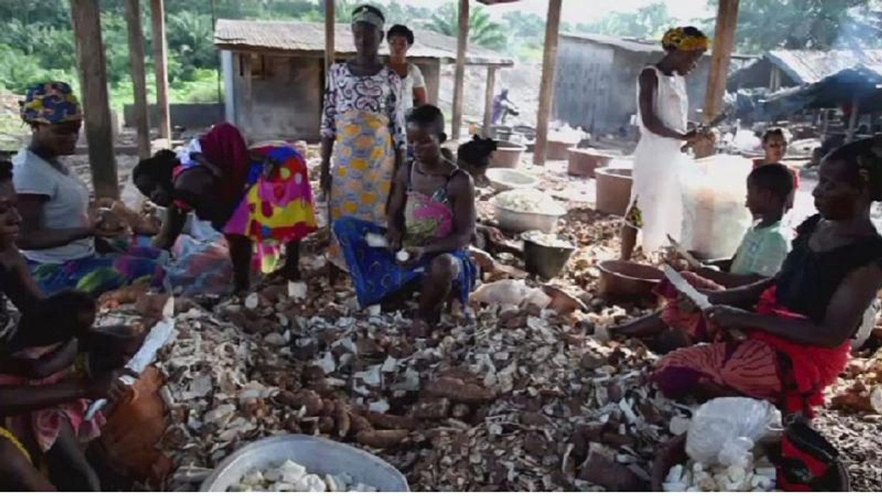 Afrique : une maladie du manioc inquiète les chercheurs