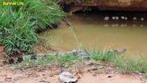 Primitive Brother Found A Big Crocodile In The Cave With A Lot  Crocodile Eggs - Cook Crocodile egg