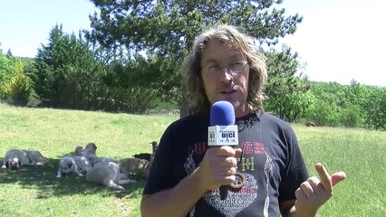 D!CI TV : les conseils à appliquer à l'approche d'un chien de protection en montagne