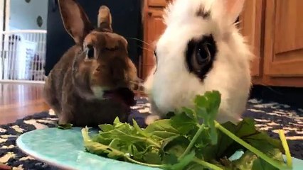 LIVE: These bunnies are starting the weekend right with some snacks!