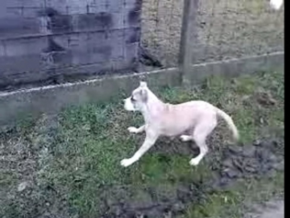 Kenza et le mouton :d