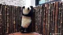 A panda a day, keeps the sorrow away.I might be a chubby baby, but check out my catwalk on the balcony! (By Qing Qing)