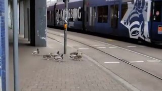 Ducks Obey the Traffic Signal in London...!!!Really Amazing...!!!!